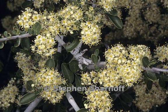 ceanothus cuneatus var cuneatus 1 graphic